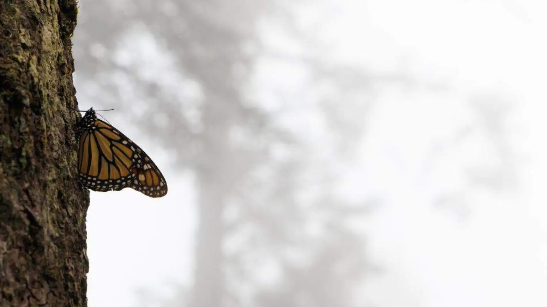 Mariposa Monarca Sierra Chincua (4)